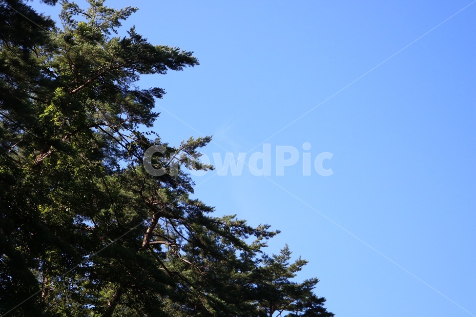 여름,하늘,자연,나무,식물,파랑,초록,summer,natsu,sky,sora,nature,tree,ki,plants,shokubutsu,blue,ao,green,midori,햇빛,sunlight,hizashi,자연,풍경,nature,landscape,plant,fir,전나무