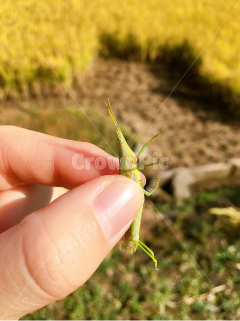 손가락,곤충,방아깨비,가을,insectlife,fall,worms,nature,자연,곤충,벌레,insect,bug