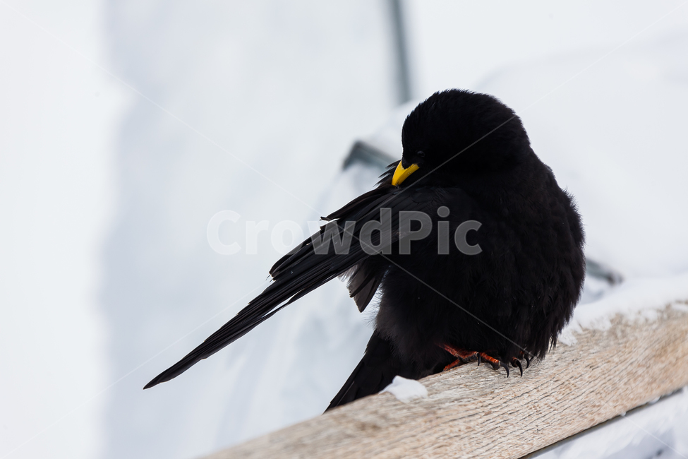까마귀,융프라우,스위스,눈,새,겨울,겨울,계절,winter,season,동물,animal,조류,새,birds