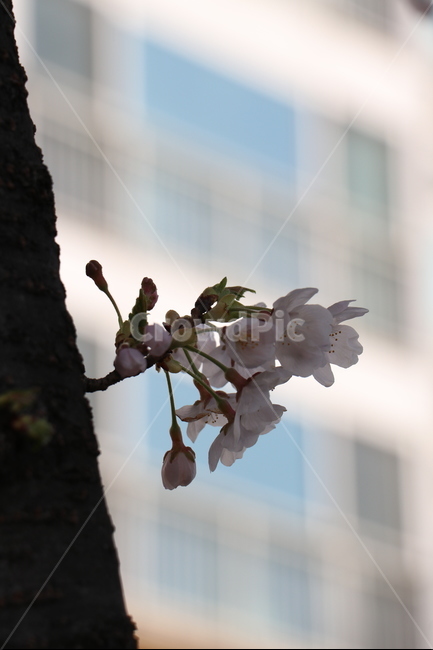 벗꽃,봄,나무,아파트,핑크,꽃,봄,계절,spring,season,식물,자연,plants,nature,꽃,flower,plant