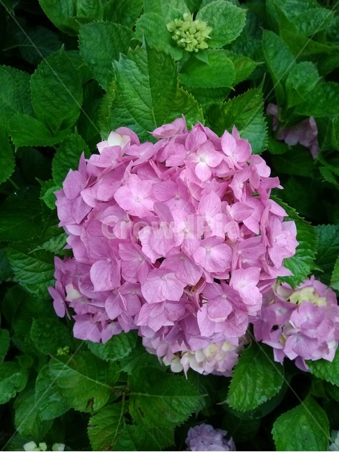 수국,보라색수국,빨간색수국,hydrangea,purple,red,꽃,식물,자연,plants,nature,꽃,flower