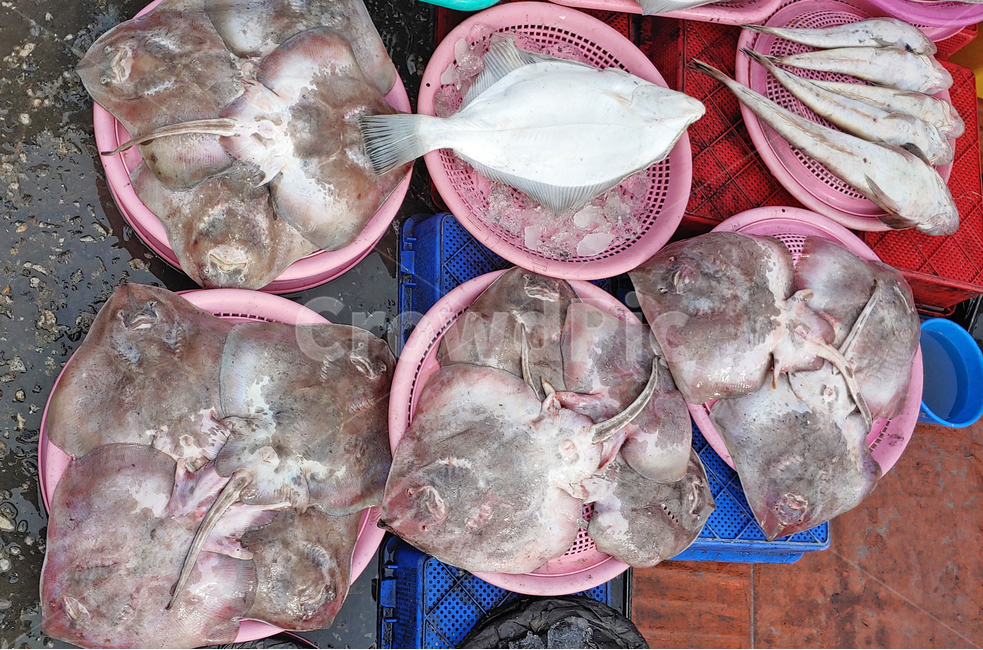 수산물,해산물,생선,음식,푸드,해물,바다생물,다양한,좌판,노점,피쉬,fish,신선한,fresh,배경,바탕,백그라운드,어시장,수산시장,한국적,우리것,어종,가오리,가자미,홍어,animal,동물,생선가게,수산물,해산물,fishery products,seafood