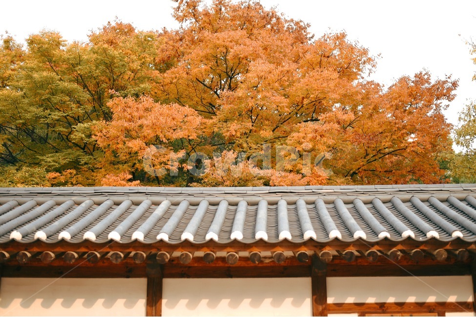 가을,단풍,경복궁,기와,궁,풍경,가을,계절,fall,autumn,season,한국전통,한국문화,korean traditional,korean culture,건축물,건물외관,exterior,building,structure,architecture,construction