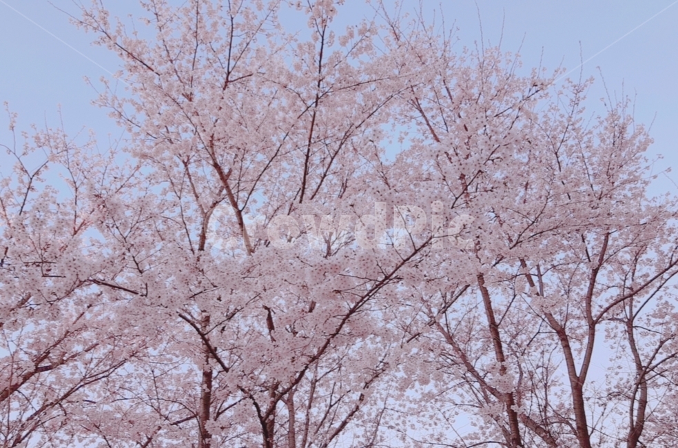 벚꽃,나무,꽃,분홍색,봄,봄,계절,spring,season,plant,식물,blossom,flower