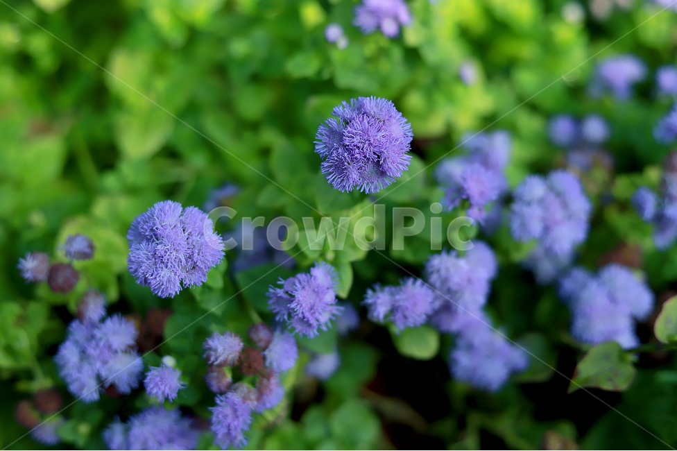 야생화,꽃,식물,보라,식물원,식물,자연,plants,nature,꽃,flower