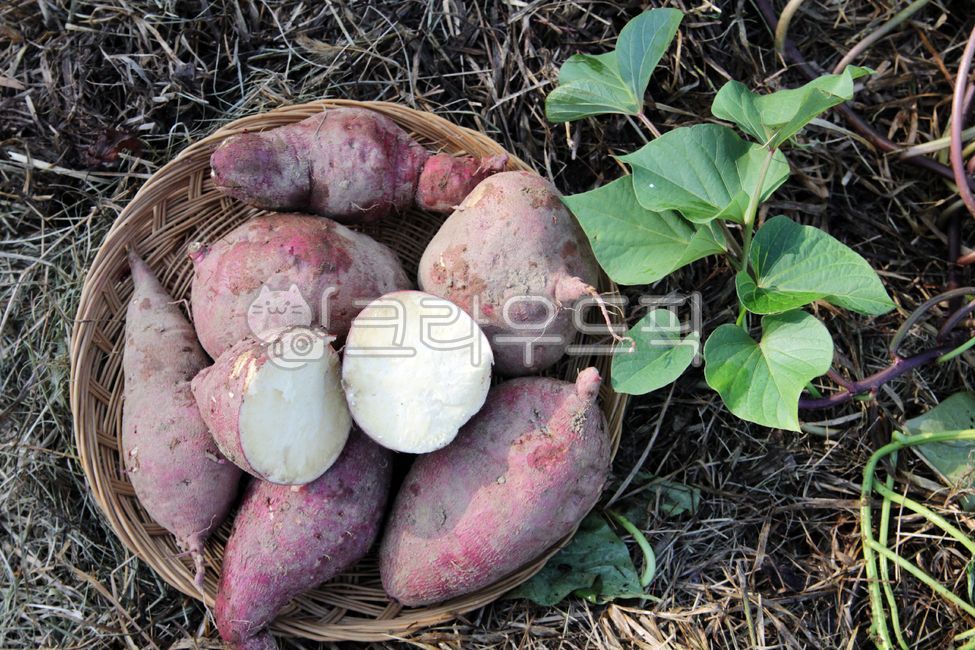 chestnut sweet potato,sweet potato stem,sweet potato,Sweet potato farming,Sweet Potato Harvest,plant,sweet potato field,vegetable,food