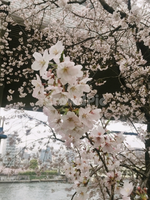 일본,여행,힐링,감성사진,휴가,벚꽃,사쿠라,봄,계절,spring,season,식물,자연,plants,nature,꽃,flower,plant,blossom,cherry blossom