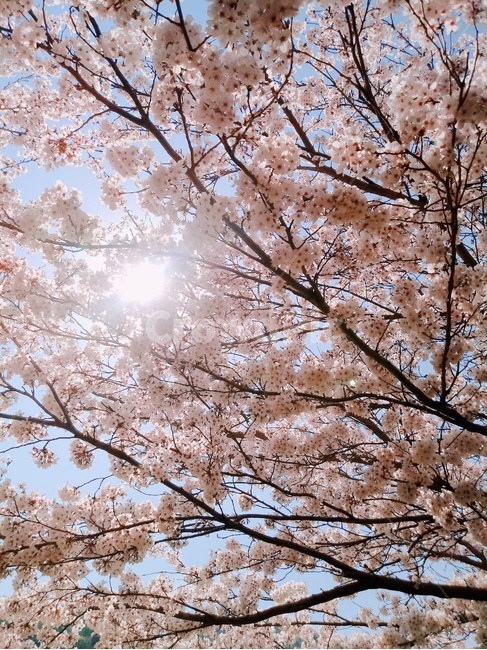 벚나무,벚꽃,봄,따뜻함,해,햇살,봄,계절,spring,season,plant,식물,flower,꽃,cherry blossom,blossom