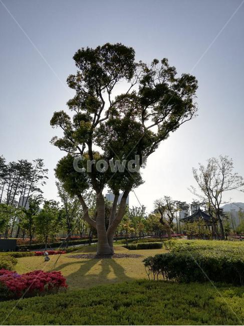 나무,햇빛,공원,자연,tree,sunlight