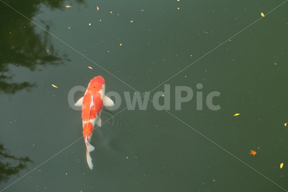물고기,강물,비단잉어,강,외로움,동물,animal,어류,물고기,fish