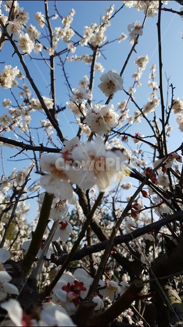 매화,꽃,하늘,제주,풍경,힐링,봄,계절,spring,season,식물,자연,plants,nature,꽃,flower,plant,blossom