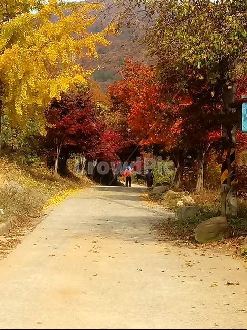 단풍,낙엽,바위,나무,물,자연,옥외,outdoors,road,water,nature,leaf,등산로,산책로,길,가을,풍경,가을,계절,fall,autumn,season,tree,plant,식물