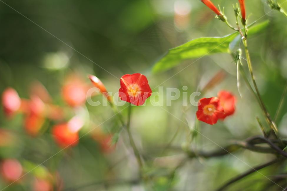 plant,식물,붉은색,녹색,자연,꽃잎,꽃,식물,자연,plants,nature,꽃,flower