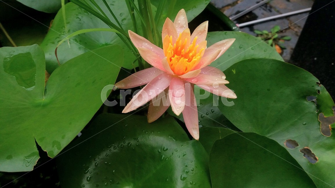 수련,연못,식물,plant,꽃,flower