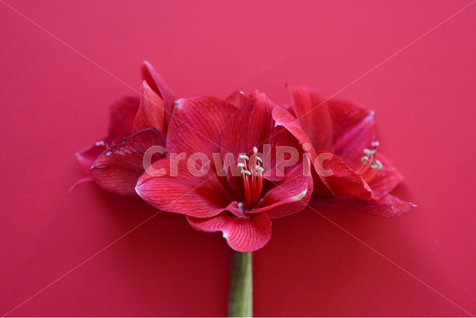 꽃,색상,flower,빨간색,배경,식물,아마릴리스,식물,자연,plants,nature,꽃,flower