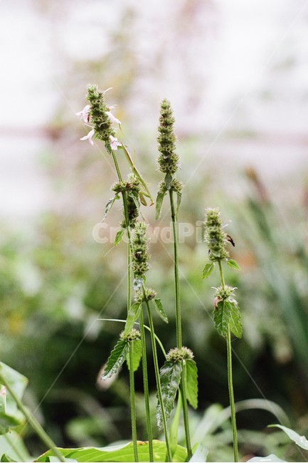green insect,mantis hunting,Mantis larvae,insect,mantis