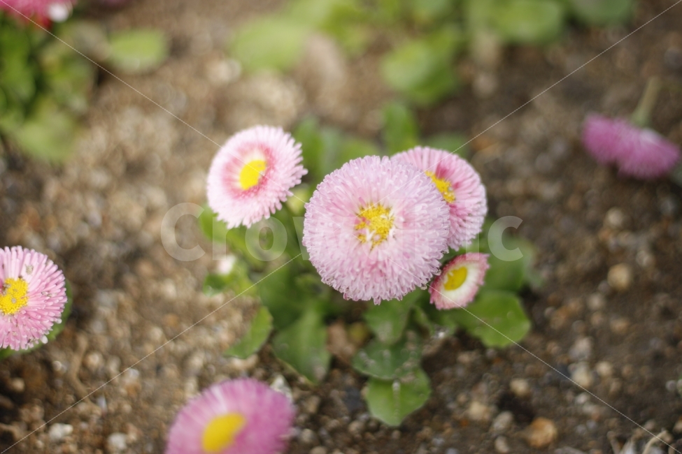 flower,spring,봄,자연,꽃,식물,식물,자연,plants,nature,꽃,flower