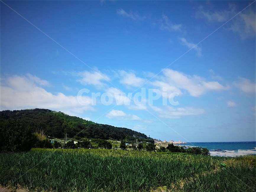울산,해안가,바다,하늘,풍경,시골,자연풍경,감성,숲,자연,풀밭,계절,season,힐링,평화,평온,안정,색감,풀,바람,휴식,healing,들판,산책,한국문화,한국배경,sky,sea,파란하늘,구름,녹색,파란,푸른,맑음,nature,청량함,미세먼지,맑은하늘,한국자연풍경,한국자연경관,koreanature