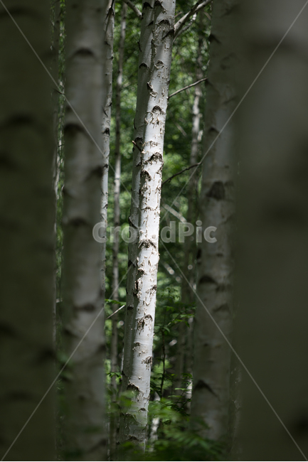 자작나무,숲,나무,숲속,쉼,식물,자연,plants,nature,나무,trees,wood