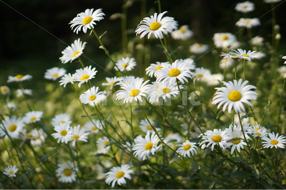 데이지,꽃,흰색,풍경,풀,평화,식물,자연,plants,nature,꽃,flower
