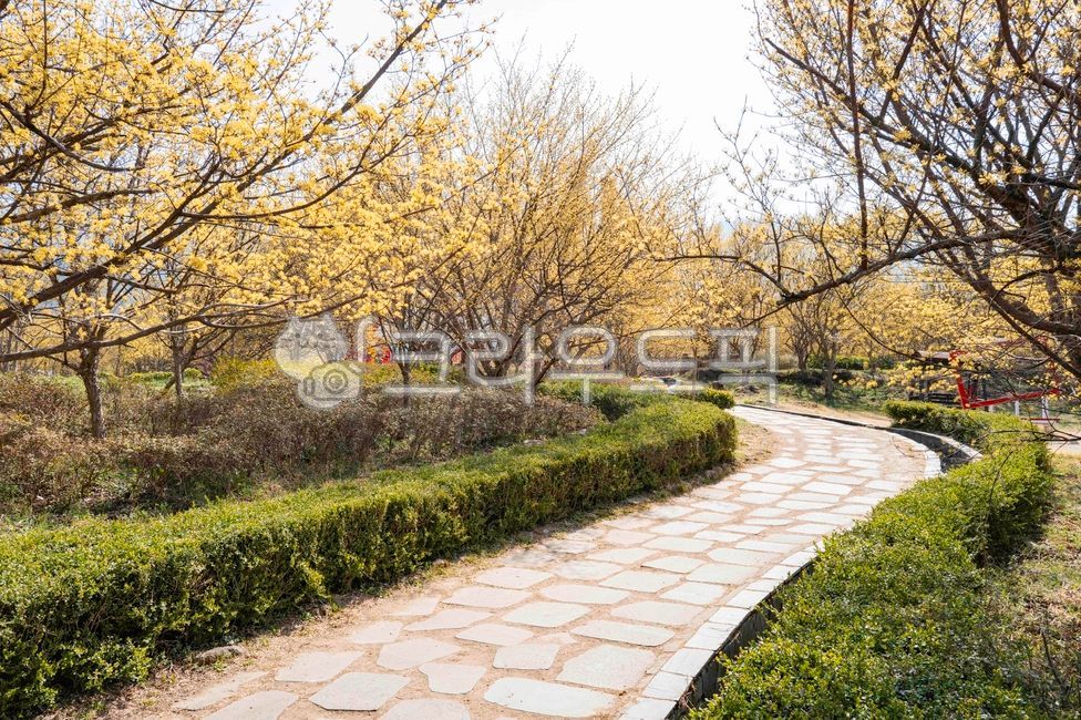Flowers,Cornelian cherry,Cornelian cherry flowers,plants,herbs,medicinal plants,countryside,mountain village,road,flower road,sky,walking path,spring,season,spring flowers,yellow flowers,trees,nature,park,Cornelian cherry village,Gurye
