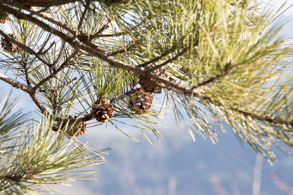 솔잎,솔나무,솔방울,자연,나무,소나무,tree,식물,pine,conifer,구과식물,식물,자연,plants,nature,나무,trees,wood,과일,열매,fruit