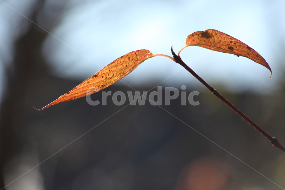 leaf,잎,단풍,plant,redleaves,가을,가을,계절,fall,autumn,season