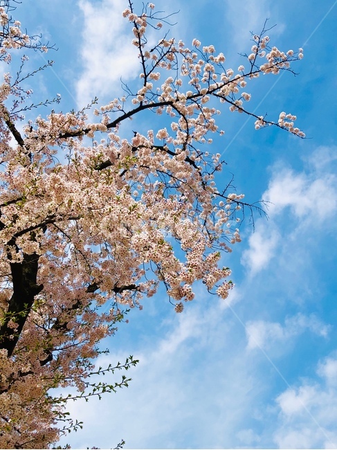 벚꽃,식물,꽃,flower,하늘