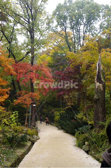 길,가을,fall,나무,식물,plant,단풍,잎,가을,계절,fall,autumn,season,자연,풍경,nature,landscape,tree