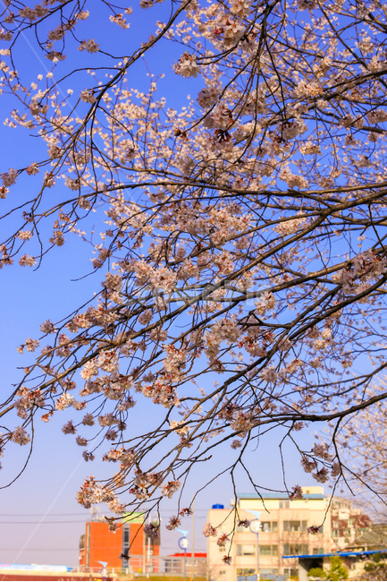 벚꽃,봄,벚나무,계절,분홍,봄,계절,spring,season,plant,식물,tree,나무