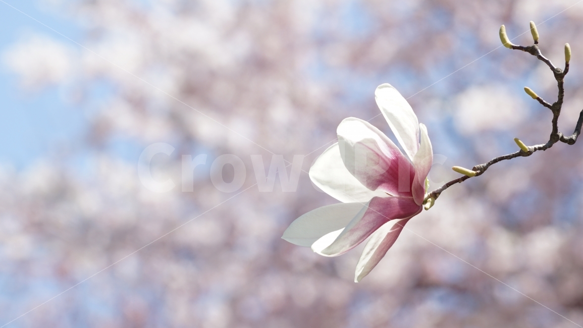 봄,목련,자연,꽃,풍경,자목련,봄,계절,spring,season,식물,자연,plants,nature,꽃,flower,plant,blossom