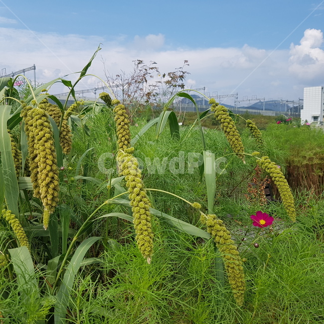 plant,가을,들판,자연,식물,풀