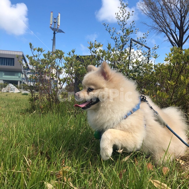 대발이,강아지,개,dog,포메,포메라이안,산책,공원,풀,행복,walk