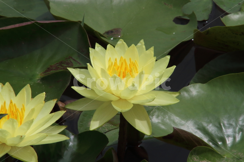 연,수련,꽃,식물,waterlily,식물,자연,plants,nature,꽃,flower