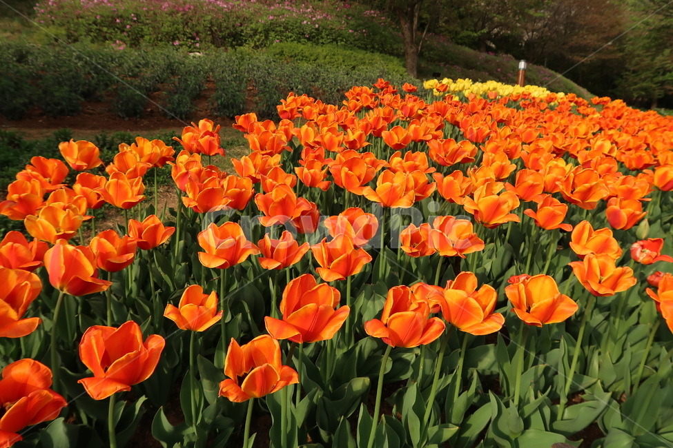 flower,꽃,blossom,plant,식물,vegetation,초목,forest,land,나무,나라,woodland,outdoors,삼림지,nature,path,작은숲,grove,tree