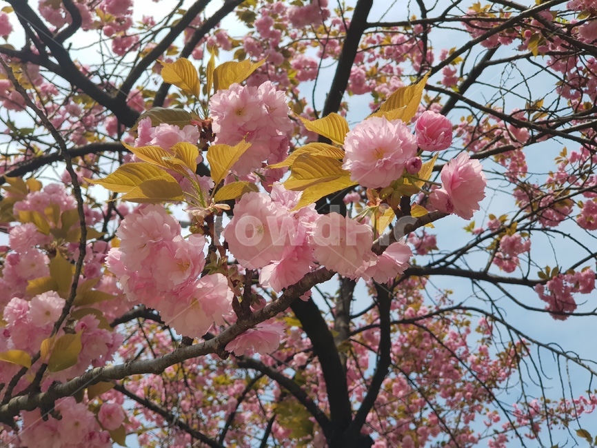 겹벚꽃,벚꽃,봄,봄꽃,분홍꽃,자연,겹벚꽃나무,벚나무,벚꽃나무,소풍,봄비