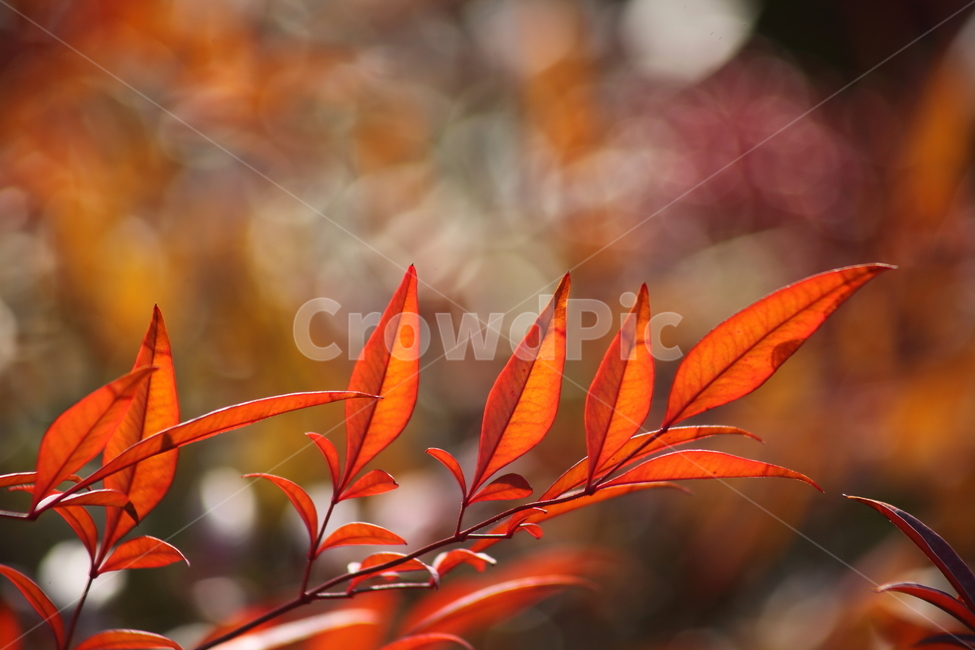 단풍,잎,식물,가을,redleaves,남천,nandina,가을,계절,fall,autumn,season,leaf,plant