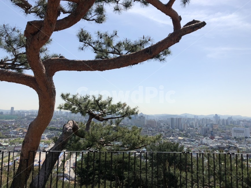 수원시,나무,정상,팔달산,팔달산정상,산꼭대기,소나무,도시,도시풍경,산정상,산,식물