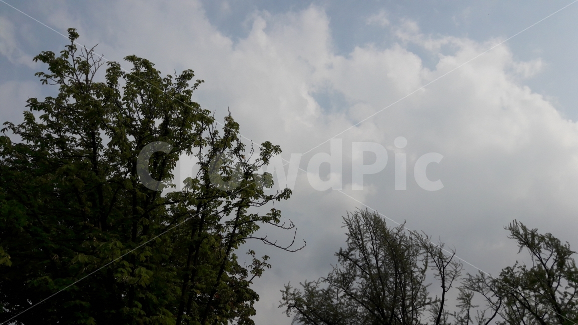 하늘,여름,나무,조화,배경,자연,풍경,nature,landscape,weather,날씨,outdoors,옥외