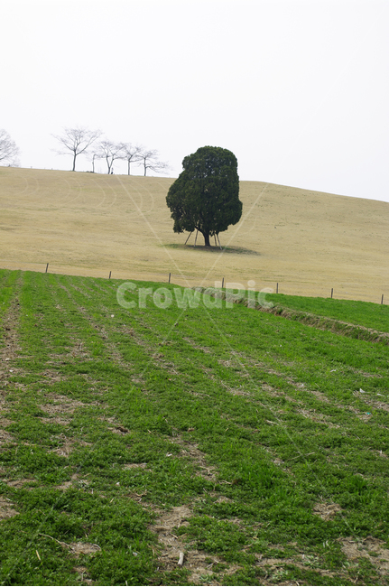 공원,나무,식물,plant,봄,spring,계절,자연,풍경,nature,landscape,tree,grassland,목초지,outdoors,옥외,field,들