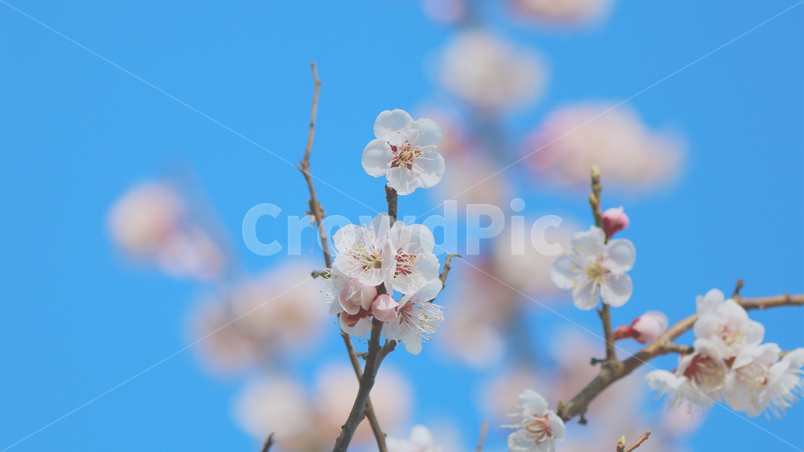 매화,매화나무,매실,봄,식물,자연,꽃,꽃잎,만개,봄,계절,spring,season,식물,자연,plants,nature,꽃,flower,plant