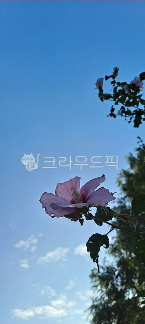sky,blue sky,background,plant,Rose of Sharon,sight,flower