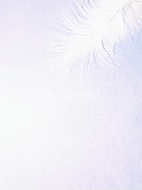 배경,새털,깃털,조류,배경이미지,동물,background,색감,바탕,텍스쳐,질감,패턴,배경화면,이미지,빈공간
