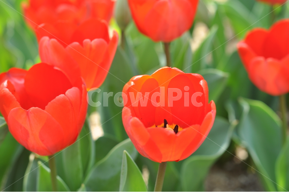튤립,tulip,꽃,봄,봄꽃,외출,나들이,예쁜배경,예쁜꽃사진,봄,계절,spring,season,식물,자연,plants,nature,꽃,flower,plant,blossom,rose,장미