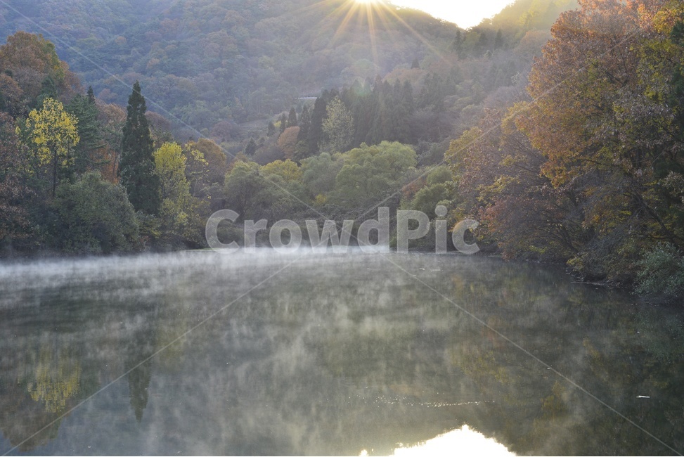 화순,세량지,물안개,해돋이,세량지가을,flare,플레어,nature,자연,fir,전나무,abies,아비,plant,식물,tree,나무,자연,풍경,nature,landscape