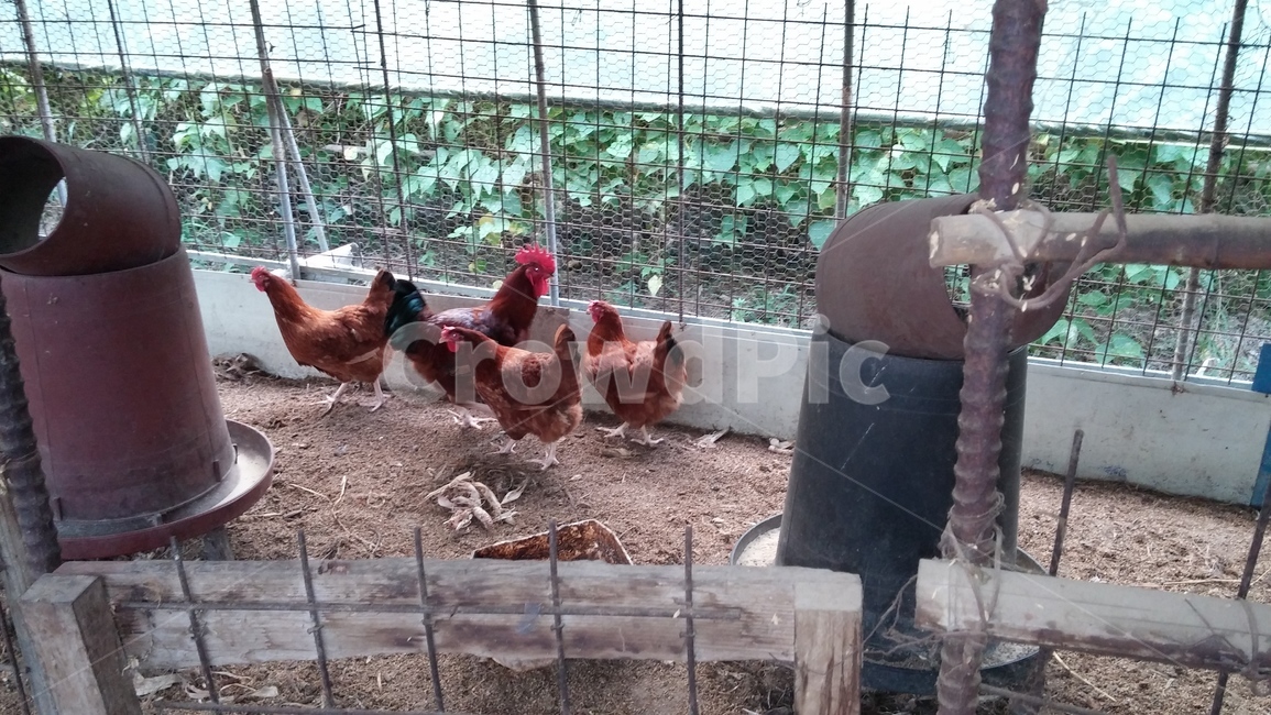 시골,닭,계란,닭농장,자연,동물,animal,조류,새,birds