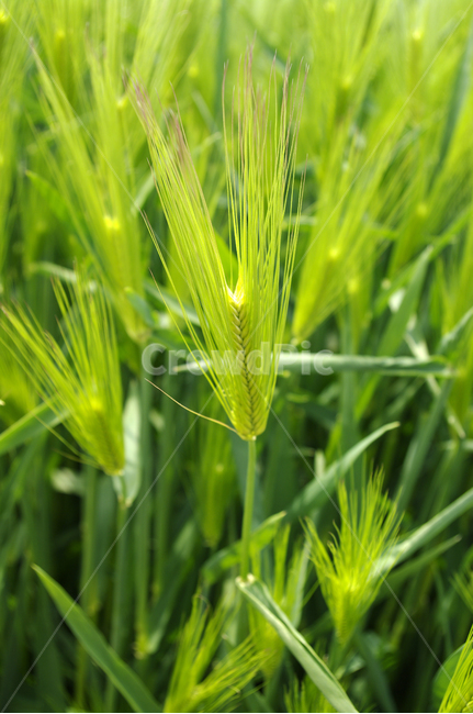 청보리,보리밭,식물,plant,자연,nature,봄,spring,식물,자연,plants,nature