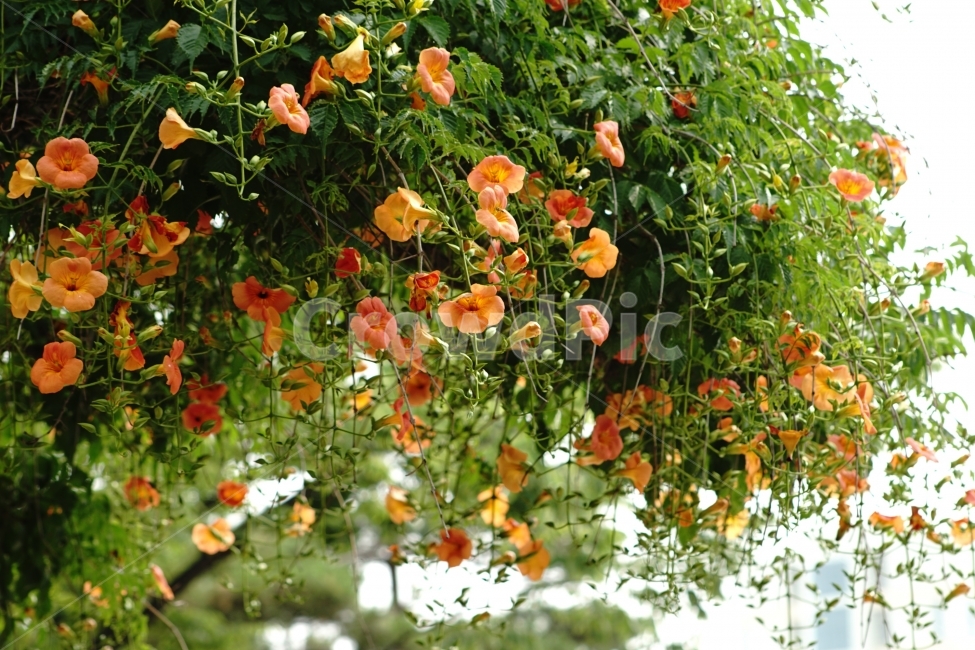 부천중앙공원,능소화,공원,꽃,풍경,식물,자연,plants,nature,꽃,flower