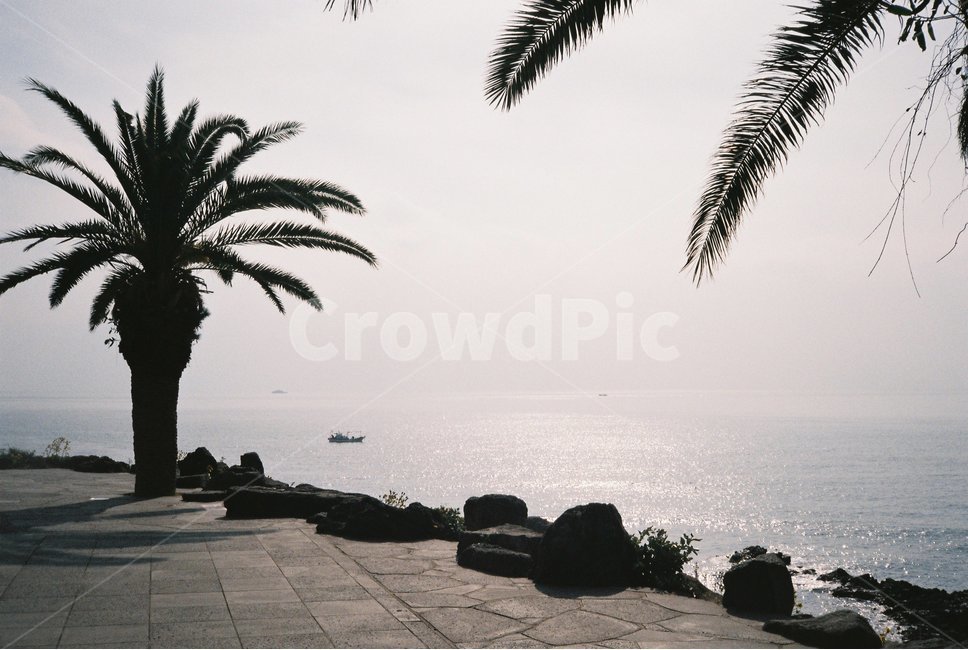 야자수,제주도,바다,해안가,필름,film,jejuisland,jejudo,sjy,하늘,palmtree,감성사진