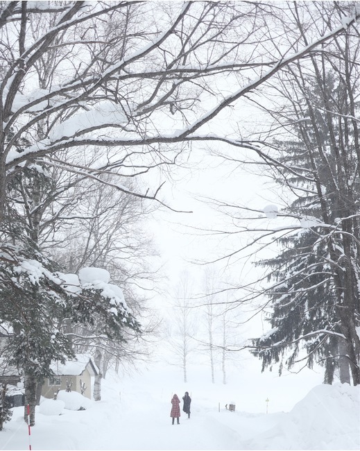삿포로,겨울,비에이,나무,훗카이도,sapporo,snow,눈,tree,biei,winter,자연,nature,풍경,배경,landscape,japan,일본,겨울풍경,사람,인간,person,human,여성,lady,숲,forest,길,road,숲길,겨울,계절,winter,season,자연,풍경,nature,landscape,해외,외국,세계,foreign,oversea,world,세계자연풍경,해외자연풍경,외국자연풍경,world nature landscape,outdoors,옥외